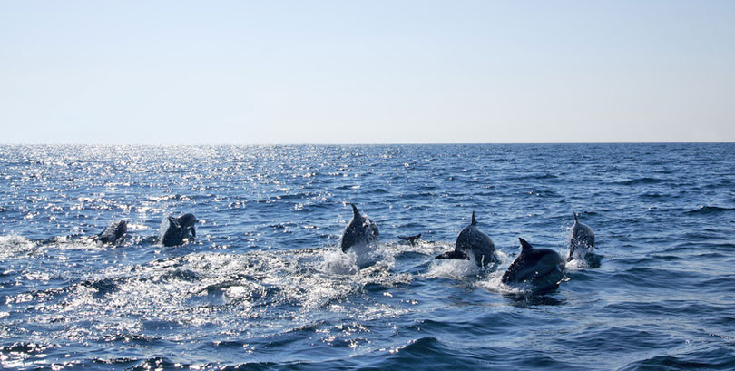 Dolphins in the open sea