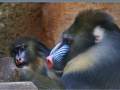 Mandrill Affe