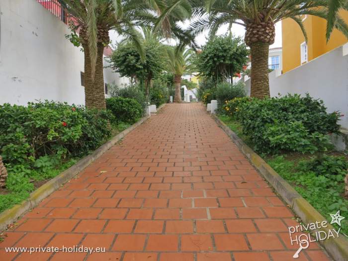 Palmenallee -  El Sauzal / Teneriffa